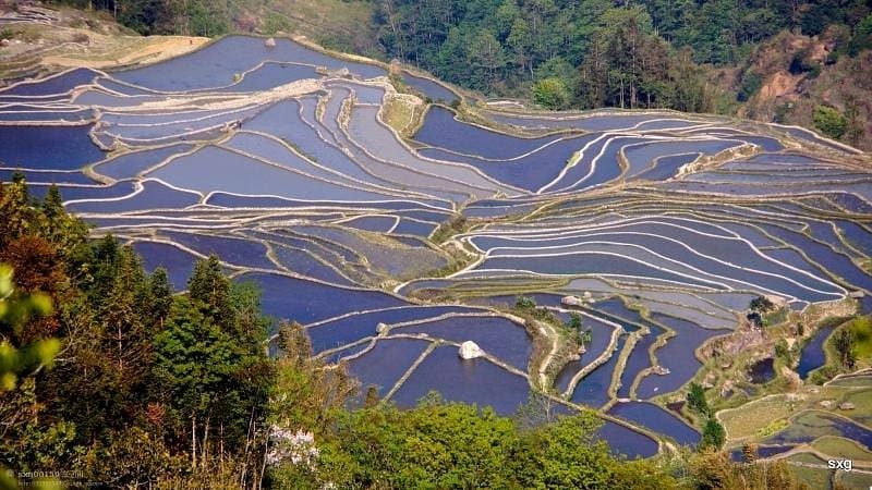 11. Yuanyang Rice Terraces (Terasering Padi Yuanyang) (1)